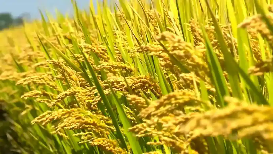 如何破解畜牧業(yè)高質(zhì)量發(fā)展難點(diǎn)？1