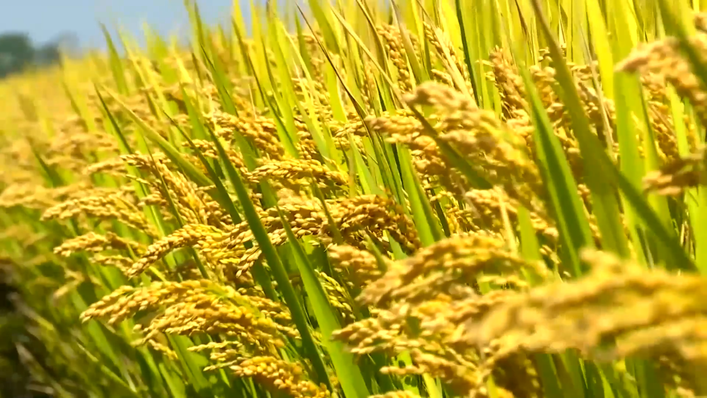 如何破解畜牧業(yè)高質(zhì)量發(fā)展難點(diǎn)？2